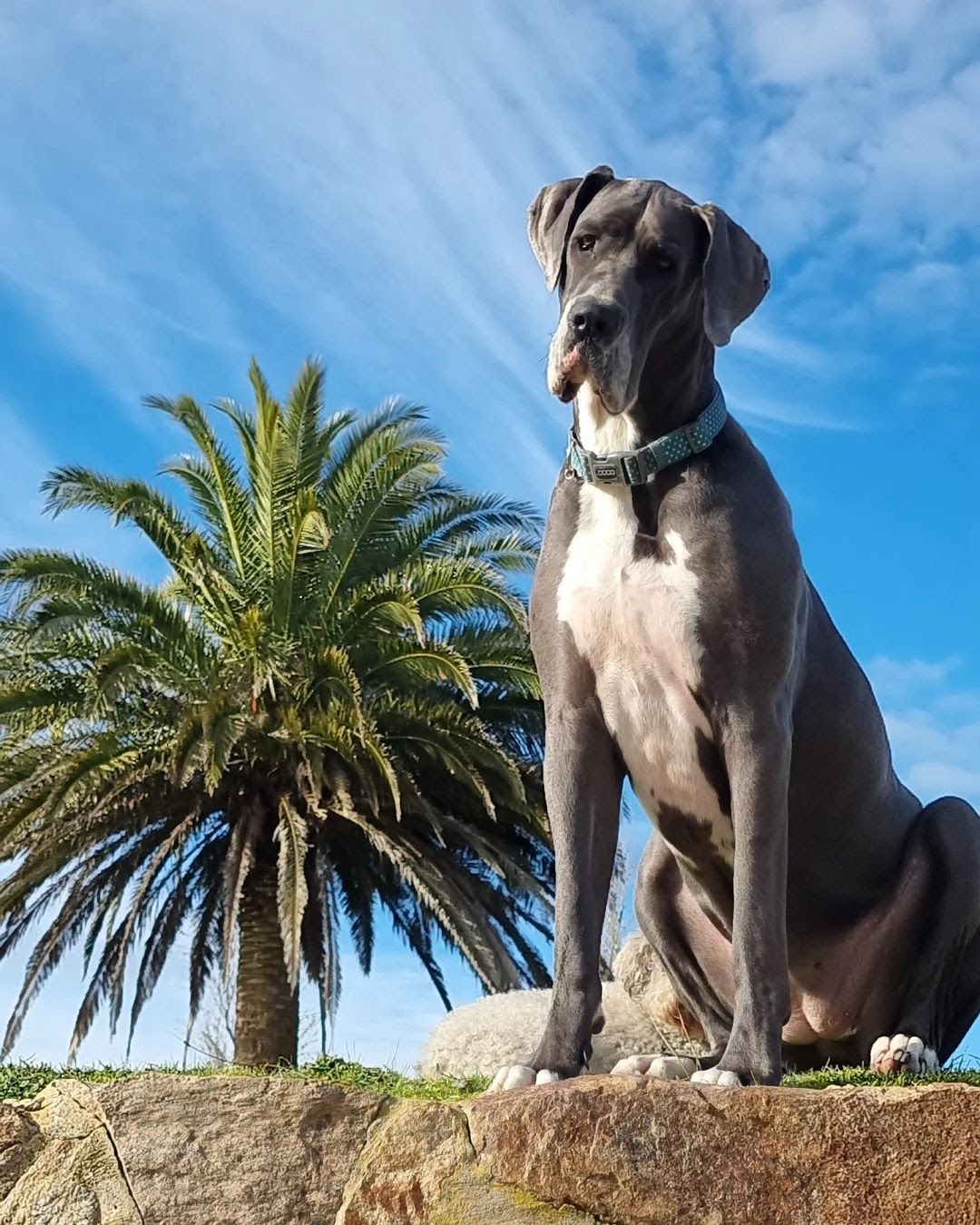 English Mastiff vs Great Dane: The Ultimate Breed Comparison - PawCited