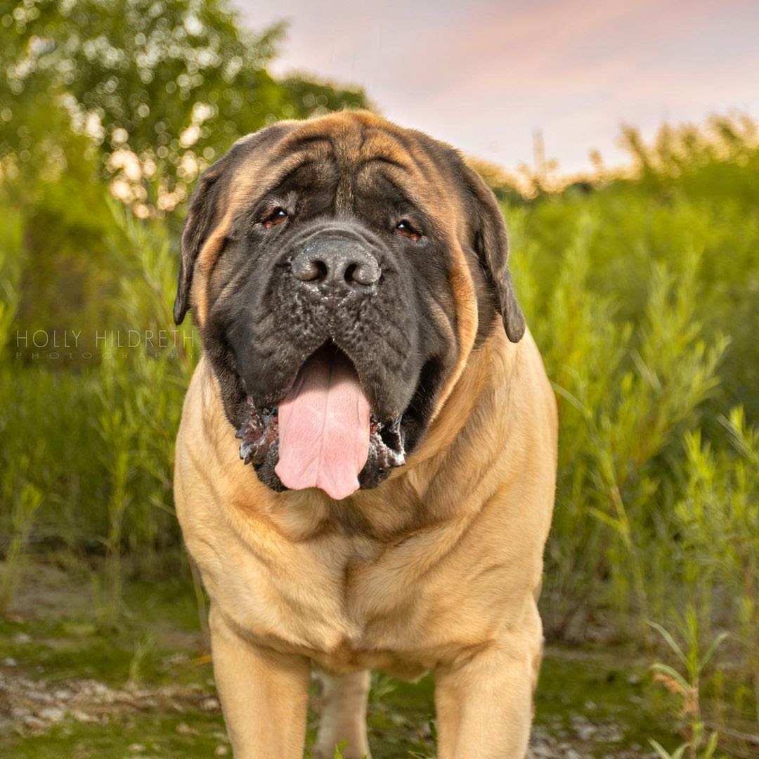 English Mastiff vs Great Dane: The Ultimate Breed Comparison - PawCited