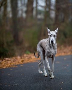 English Mastiff vs Great Dane: The Ultimate Breed Comparison - PawCited