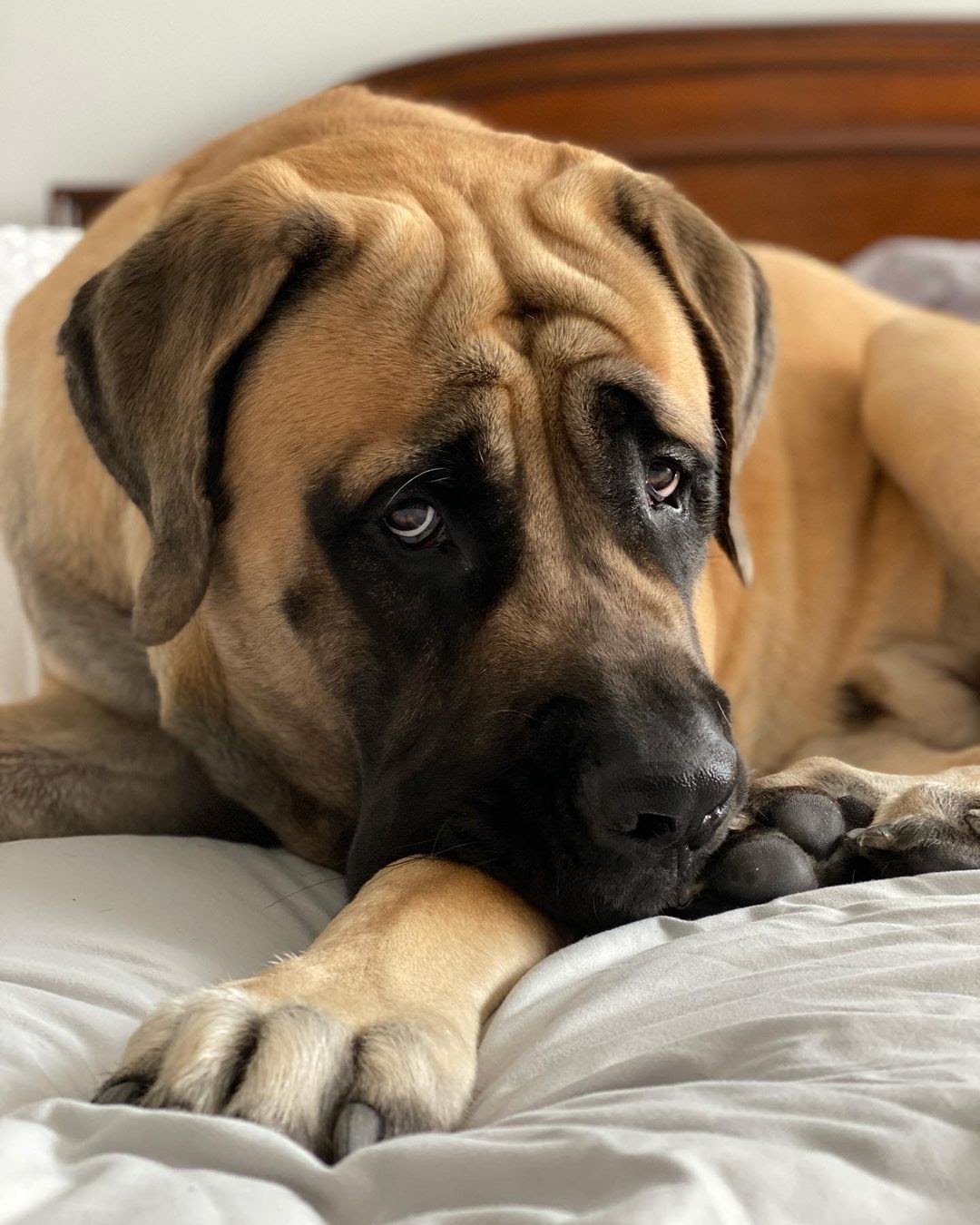 English Mastiff vs Great Dane: The Ultimate Breed Comparison - PawCited