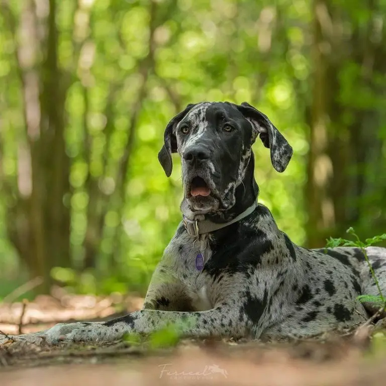 English Mastiff vs Great Dane: The Ultimate Breed Comparison - PawCited