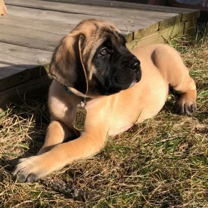 how much is a mastiff puppy