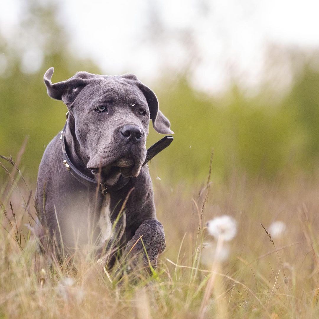 Bullmastiff vs Cane Corso: Comparing Mastiff Breeds - PawCited