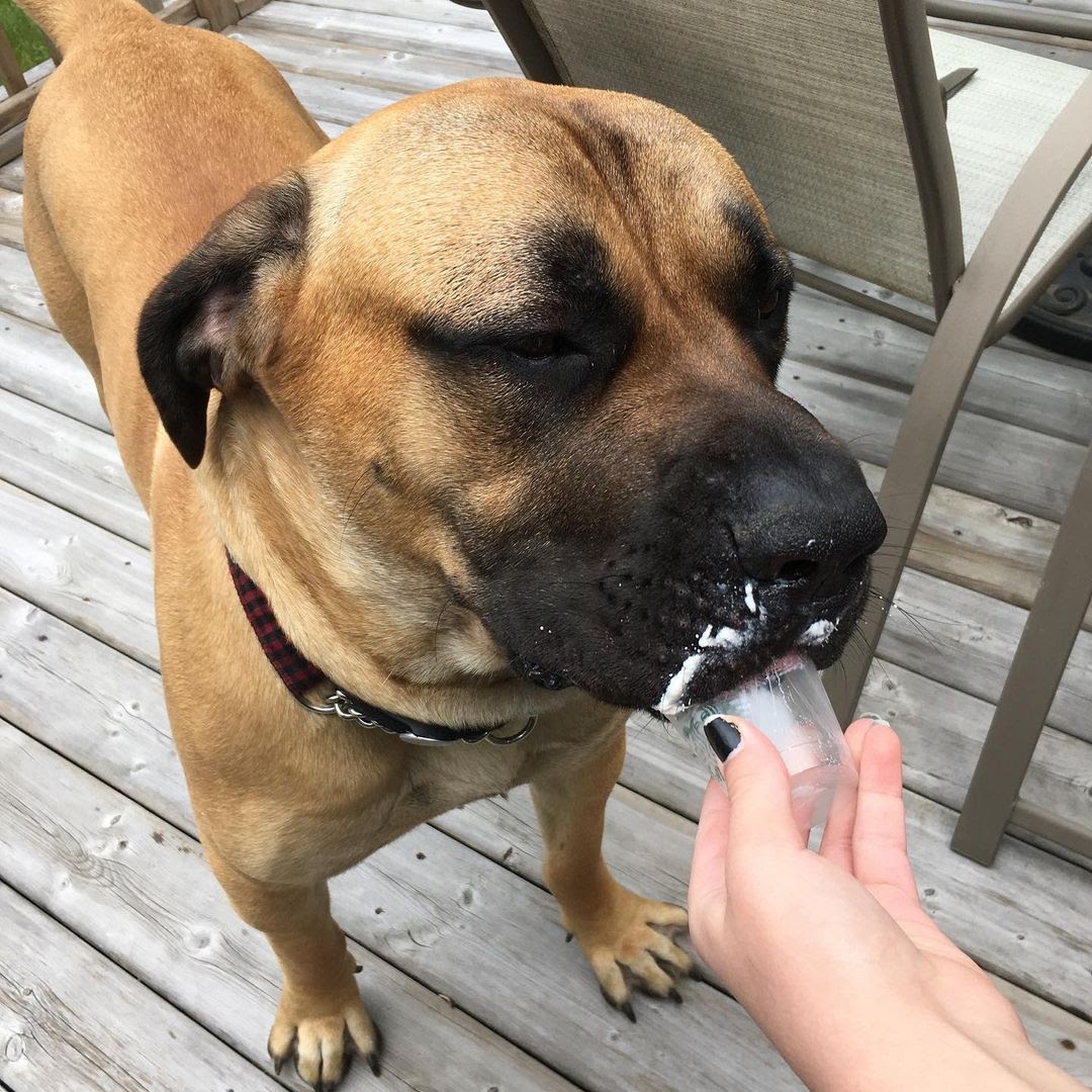 How Much Does an English Mastiff Eat? Guidelines to Properly Feeding