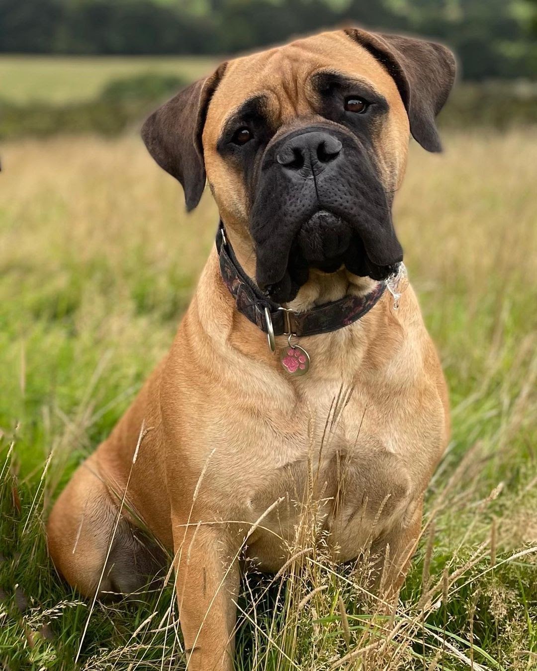 bull mastiff gender