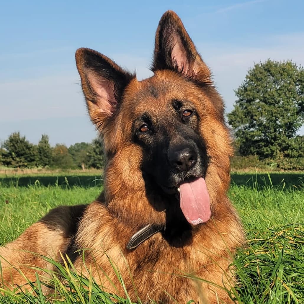 Tibetan Mastiff vs German Shepherd: How Are They Different? - PawCited