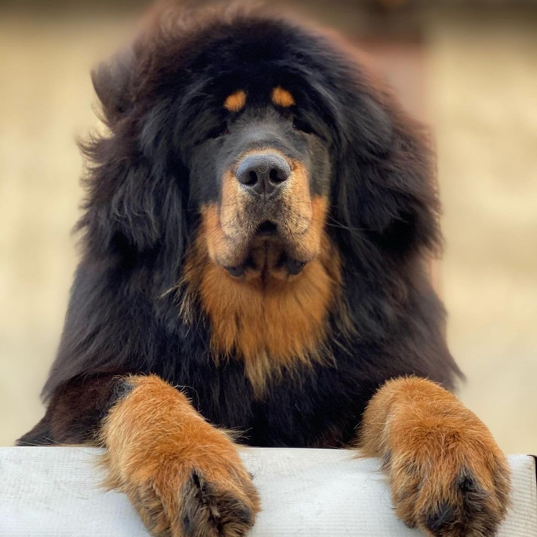 Tibetan Mastiff vs Bullmastiff: Comparing Dog Breeds - PawCited