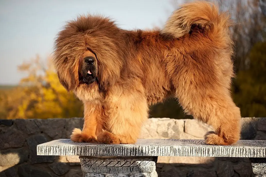 are tibetan mastiff dogs hypoallergenic