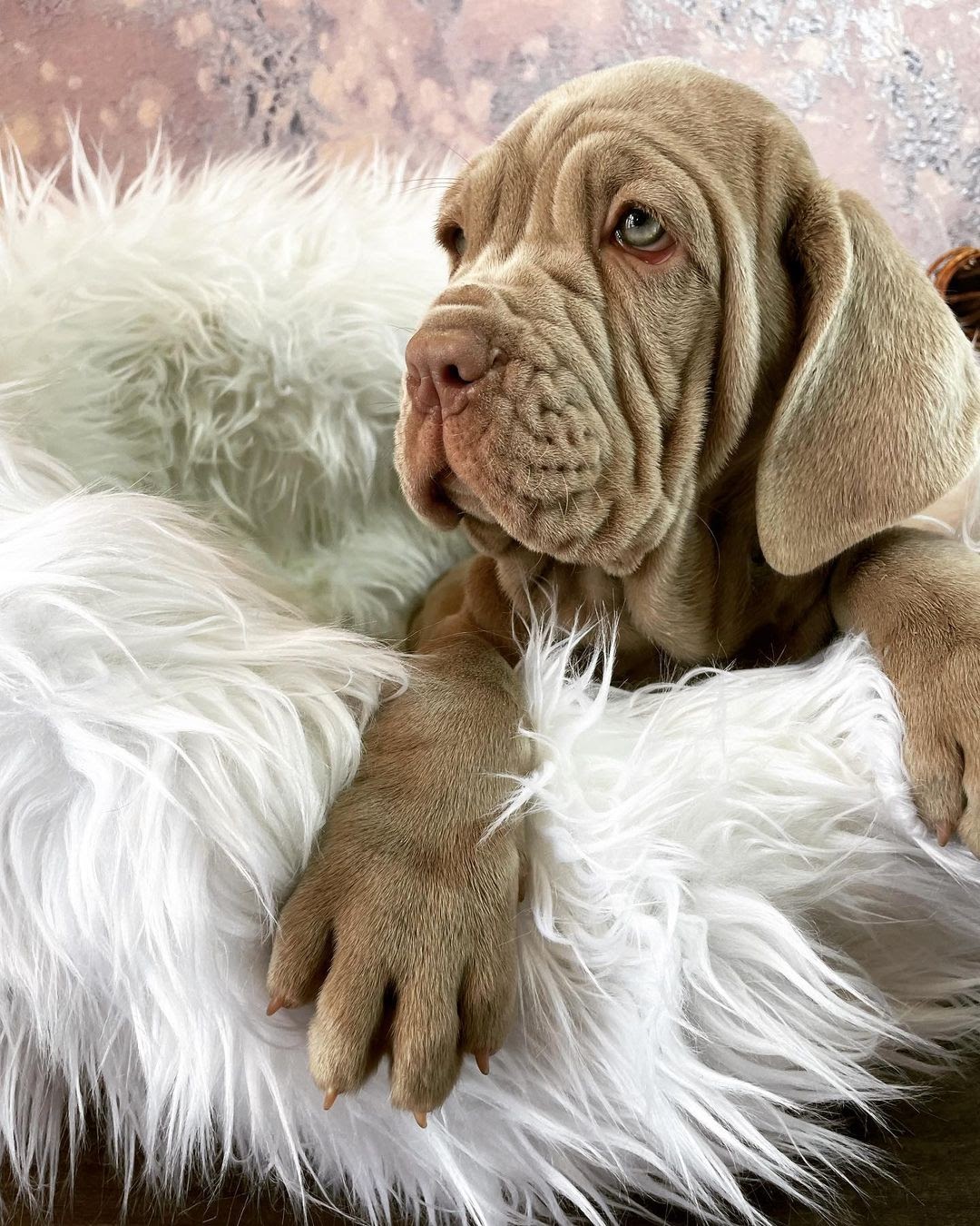 how much does a neapolitan mastiff cost