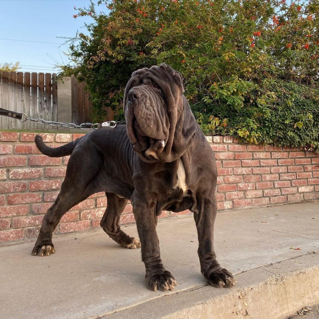 are mastiffs aggressive