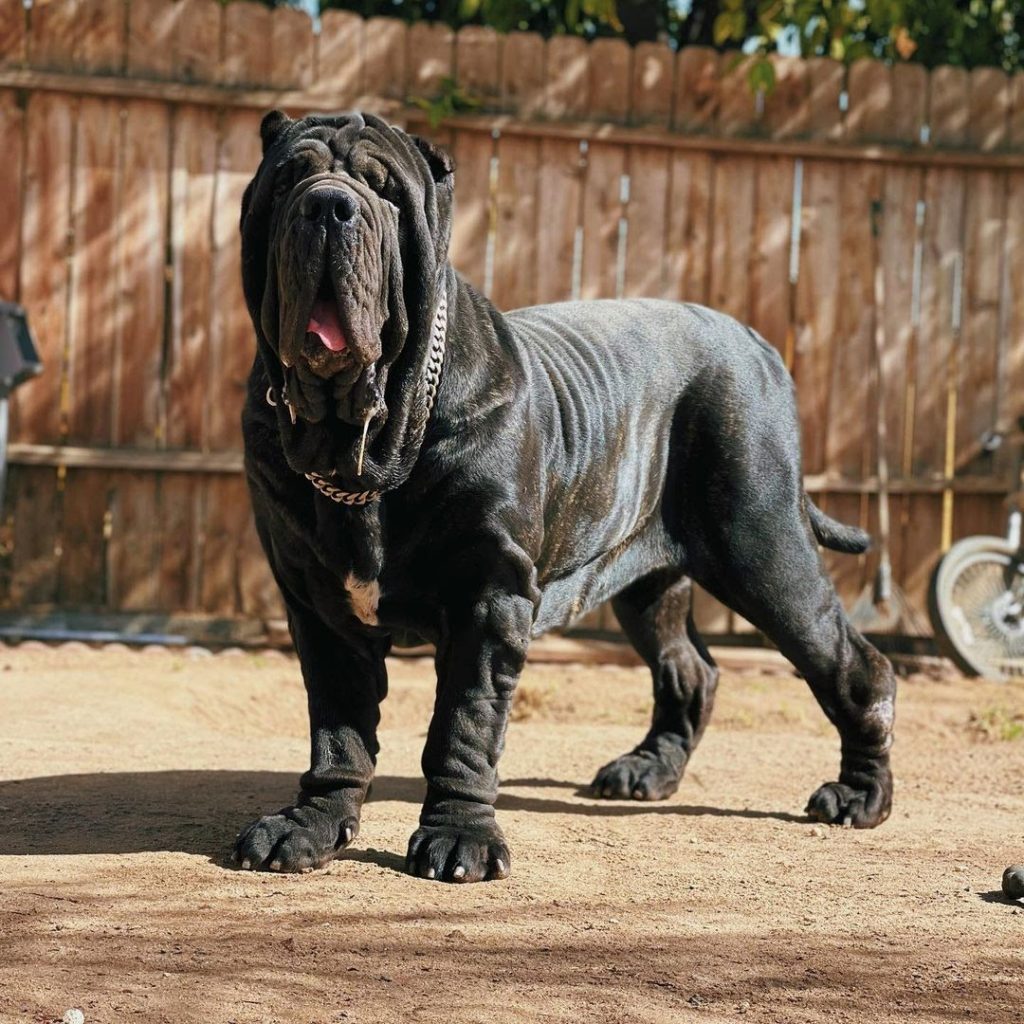 are neapolitan mastiffs aggressive