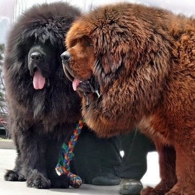 how much is a tibetan mastiff in the usa