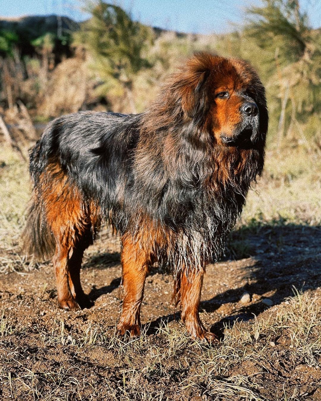 Tibetan Mastiff vs Wolf: Can Your Mastiff Defend You?