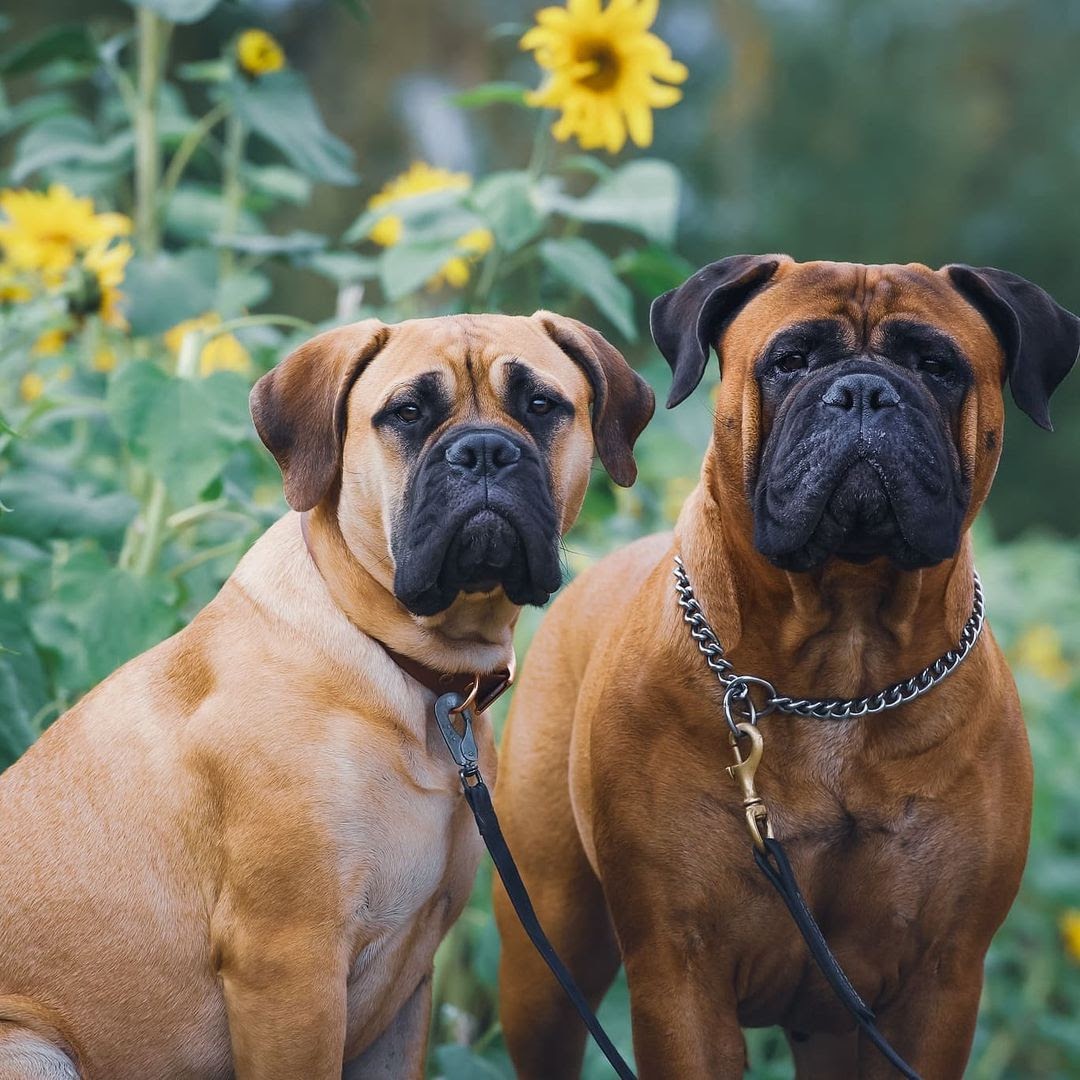 bull mastiff gender