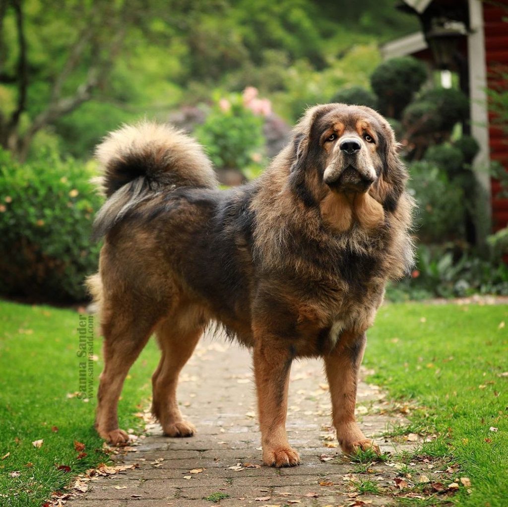 are tibetan mastiff dogs dangerous or aggressive