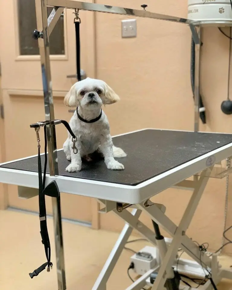 Grooming Guide: How to Use a Dog Grooming Table