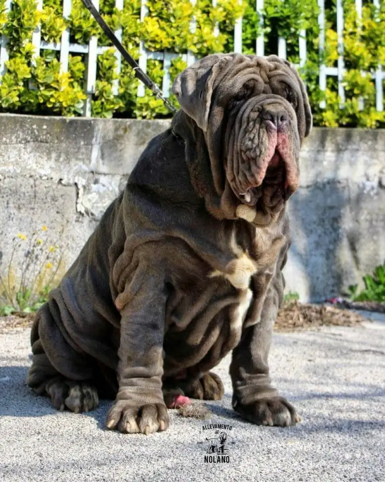 are neo mastiffs aggressive