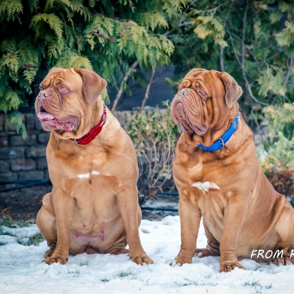 how big do female french mastiffs get