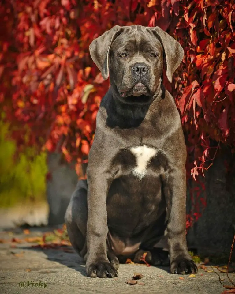 How Big Do Cane Corsos Get? Growth Chart and More!