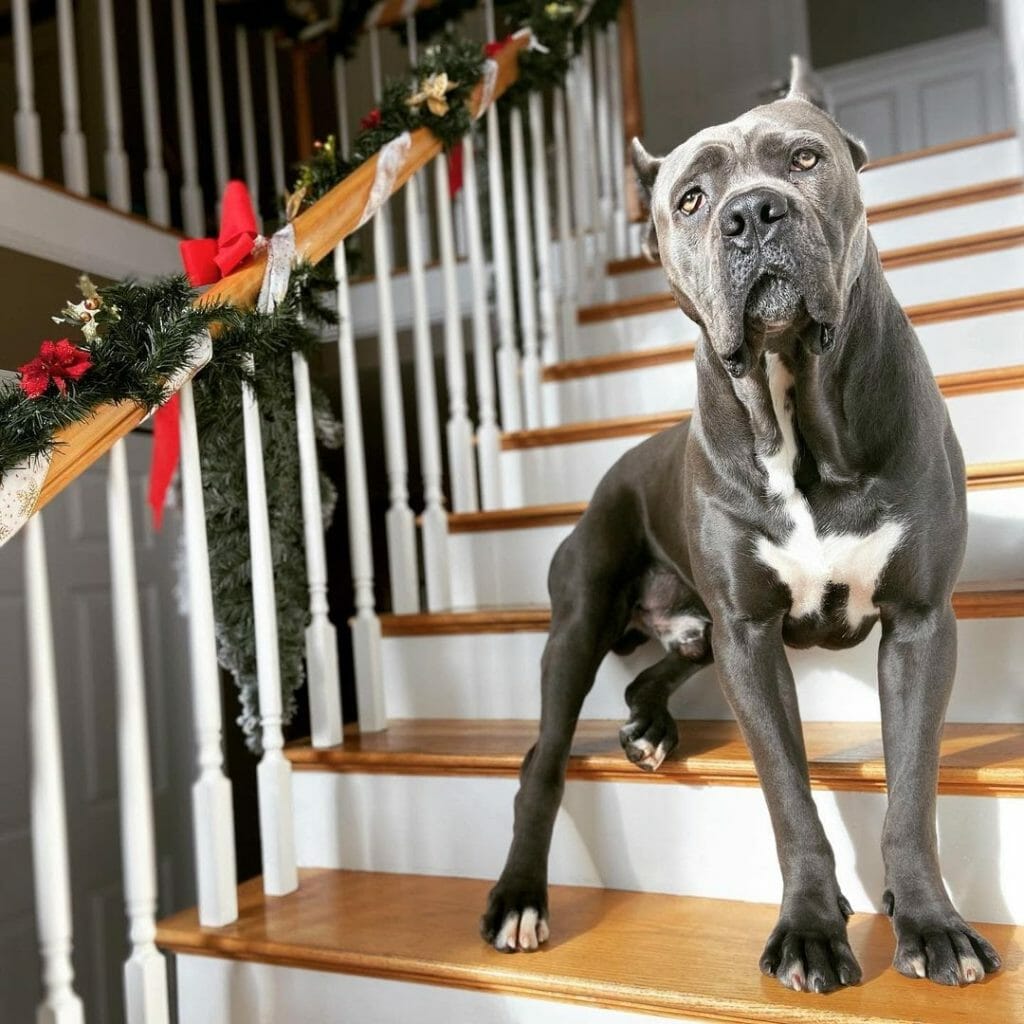 how much should my 1 year old male cane corso weigh