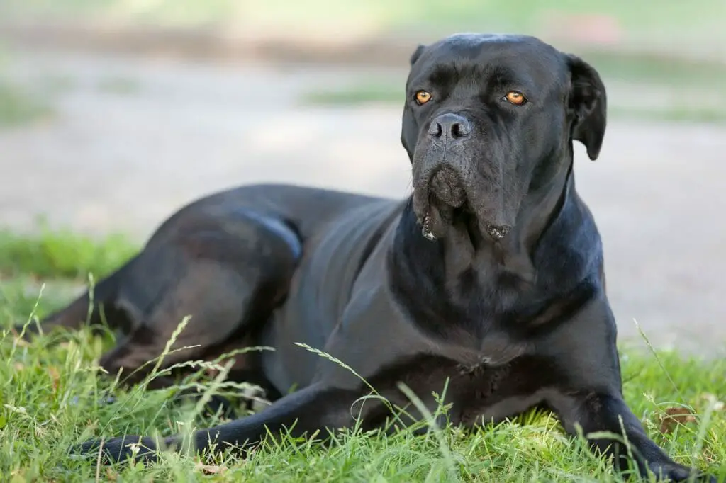 how much should my 1 year old male cane corso weigh