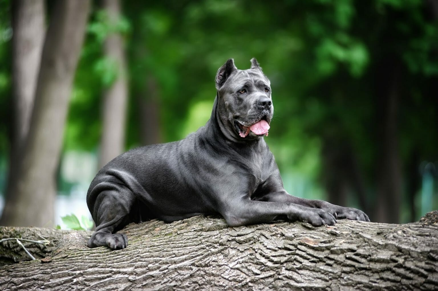 Cane Corso vs Rottweiler: Comparing Guard Dogs - PawCited