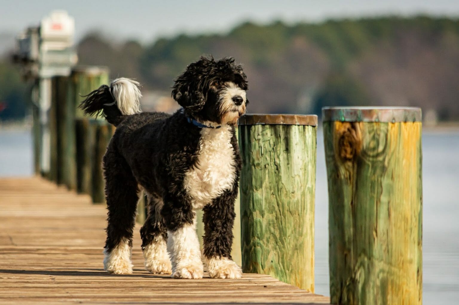 how much does a portuguese water dog cost