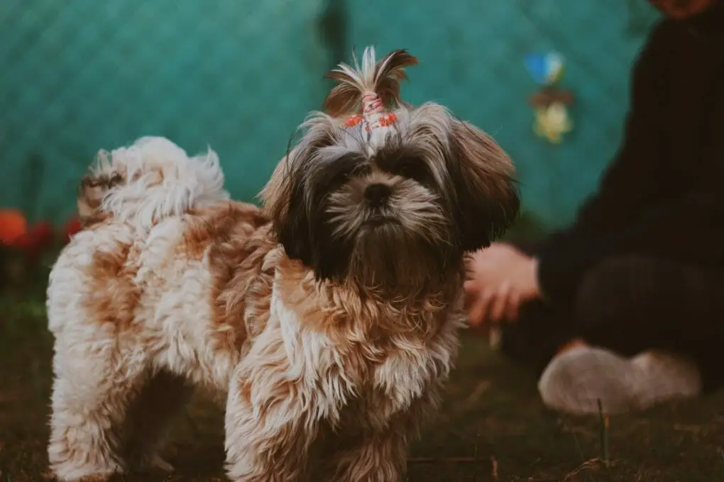 what breed of dog looks like an ewok