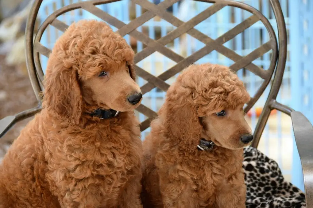 Dogs That Look Like a Fried Chicken: We Have 10 Yummy Dog Breeds!