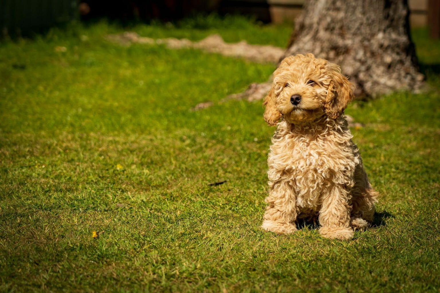 Dogs That Look Like a Fried Chicken: We Have 10 Yummy Dog Breeds!