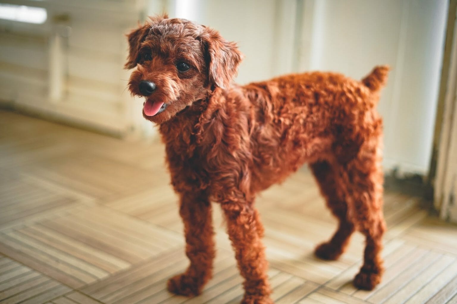 Dogs That Look Like a Fried Chicken: We Have 10 Yummy Dog Breeds!