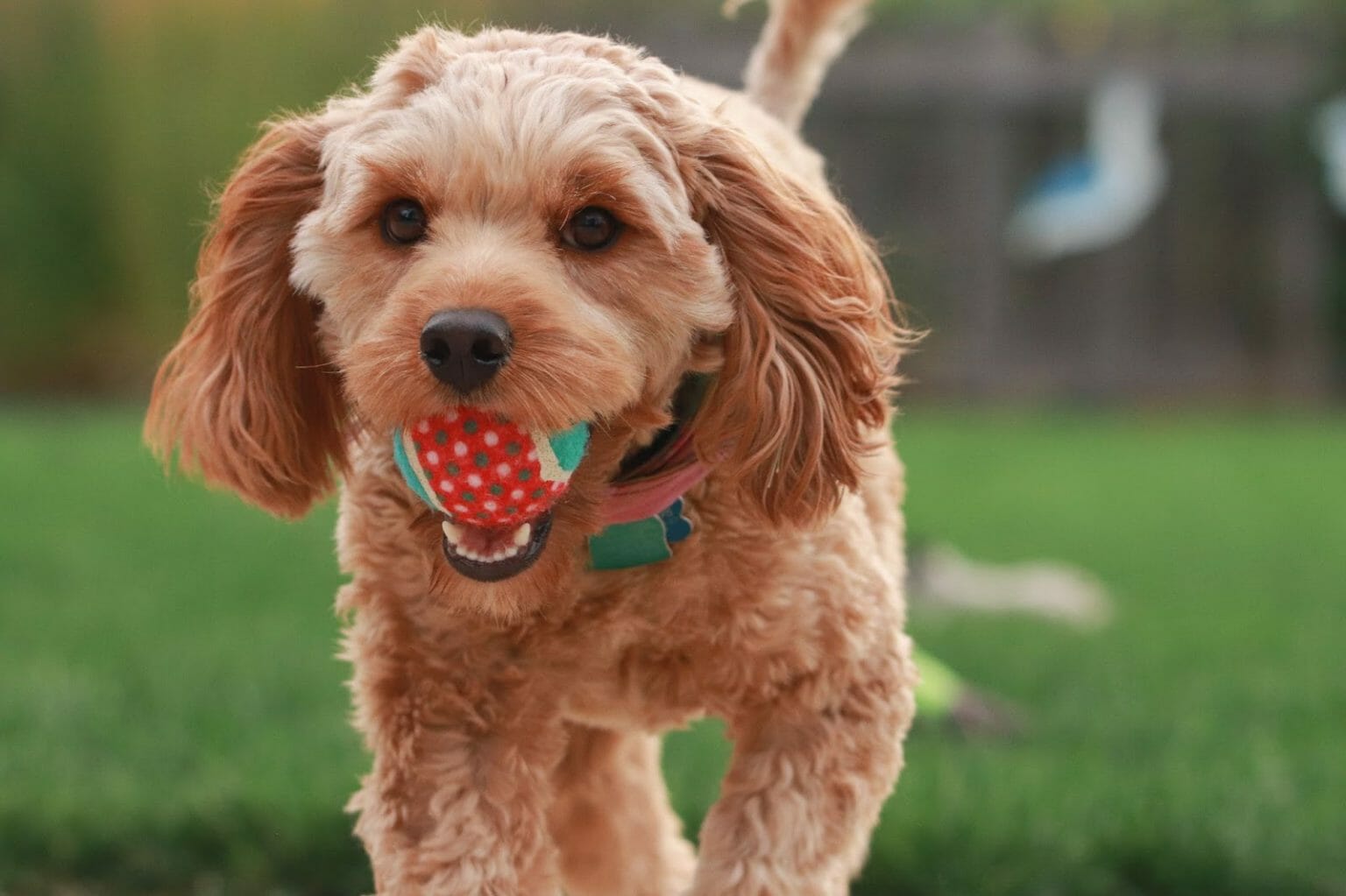 Dogs That Look Like a Fried Chicken: We Have 10 Yummy Dog Breeds!