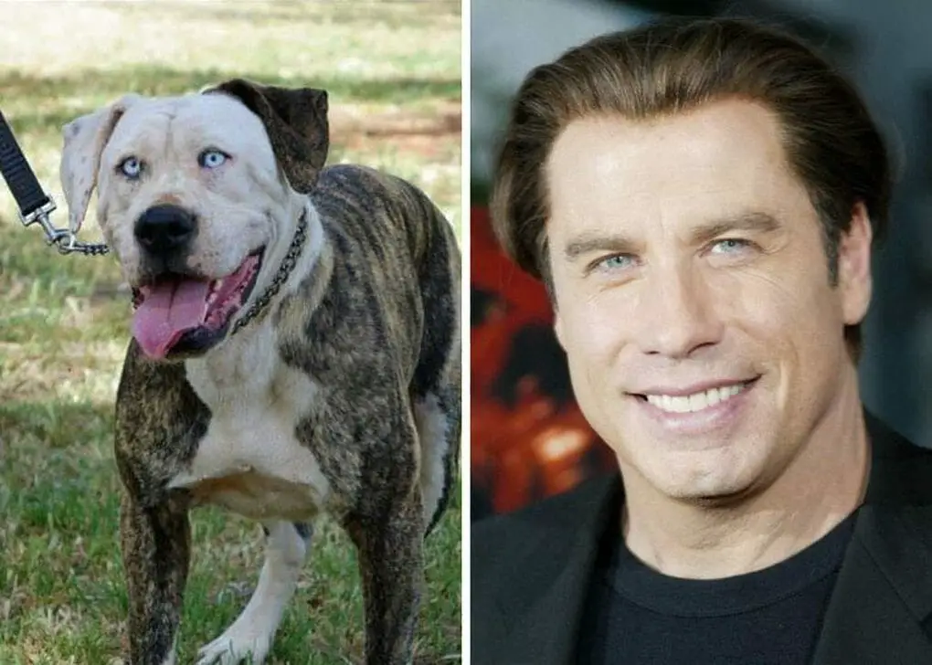 dogs-that-look-like-celebrities-13-uncanny-doppelg-ngers-pawcited