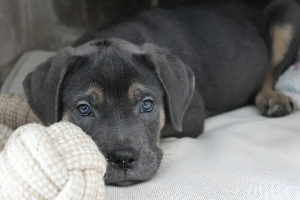 Akita vs Cane Corso: Which Dog is a Better Pet?