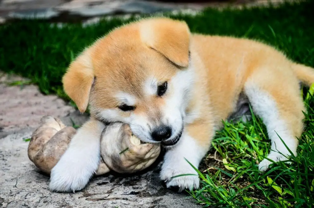 Dog Ate a Ring: How Long to Pass? (Plus 8 Things You Can Do)