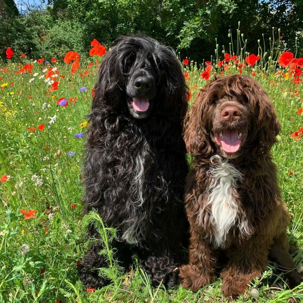 are portuguese water dog noisy