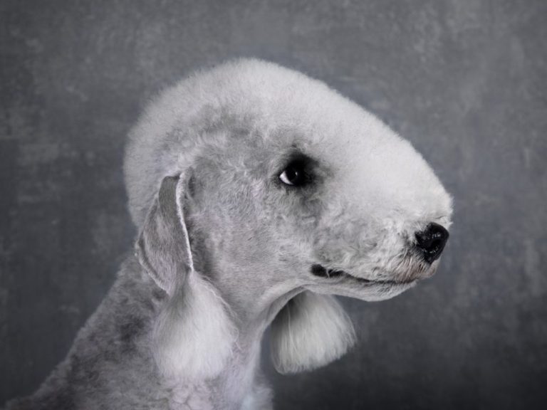 Bedlington Terrier vs. Italian Greyhound: A Comparison of Two Popular Dog Breeds