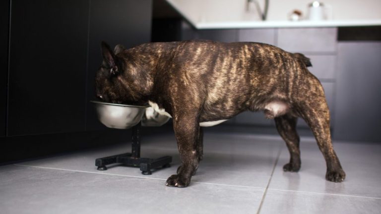 Can French Bulldogs Eat Rice: A Comprehensive Guide