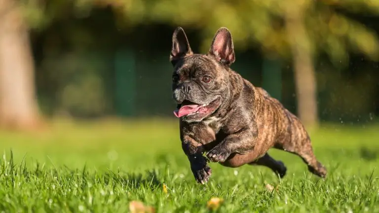 Why Do French Bulldogs Run Around Like Crazy? The Science Behind Their Playful Behavior