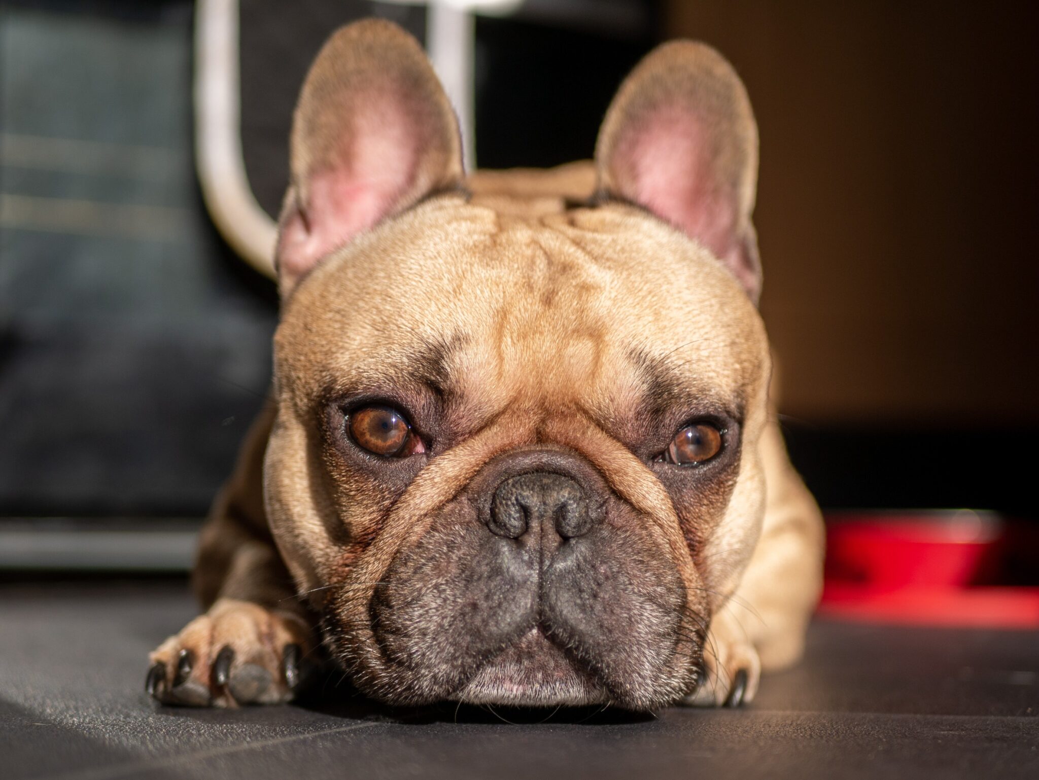 Where Do French Bulldogs Come From Origins and History