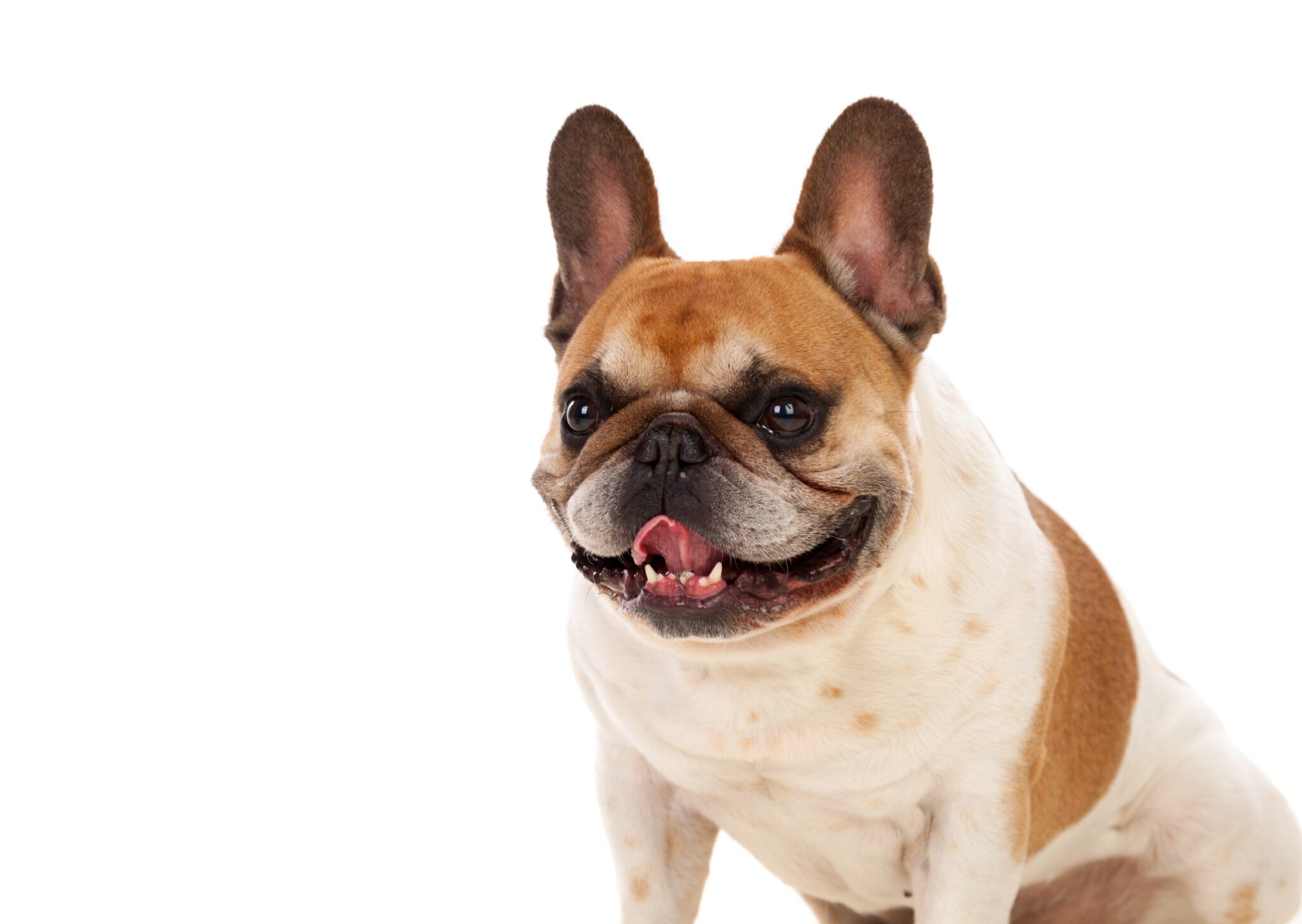 Where Do French Bulldogs Come From Origins and History