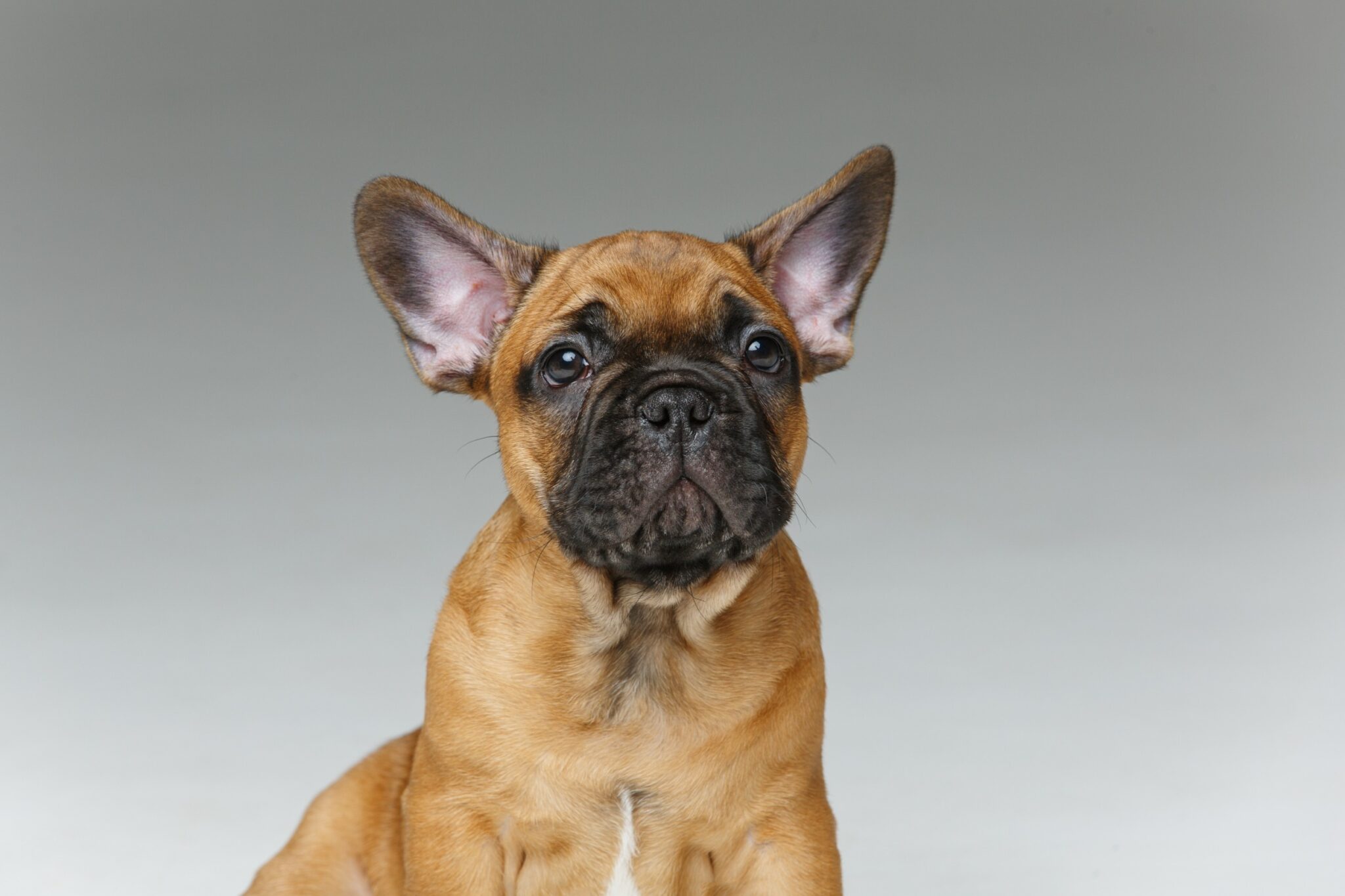 Where Do French Bulldogs Come From Origins and History