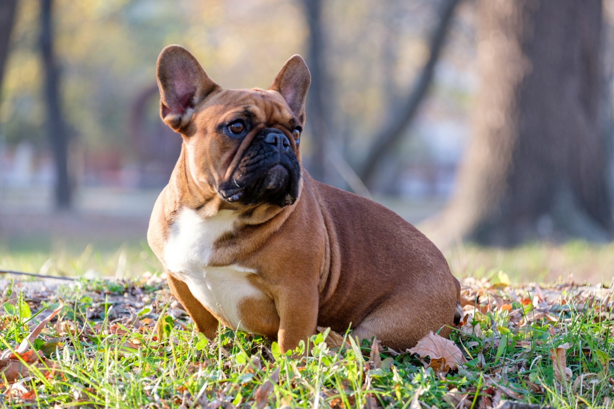 Why Do French Bulldogs Eat Poop: Understanding This Common Behavior